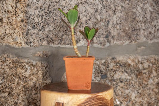 VASO QUADRADO MÉDIO 14x14 - RATTAN TERRACOTA