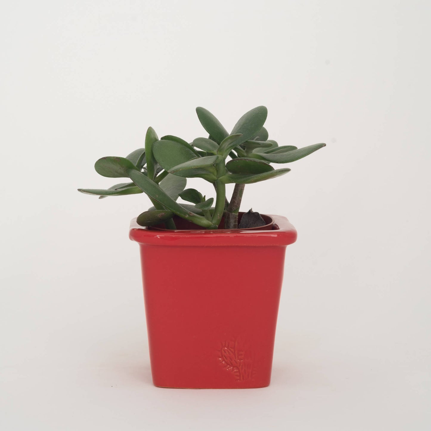 VASO QUADRADO PEQUENO 10x10 - BRILHO