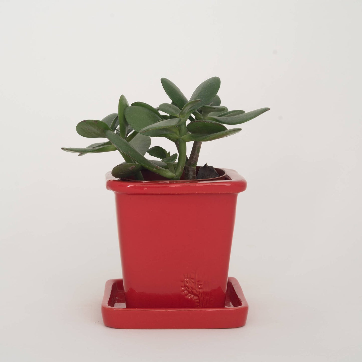 VASO QUADRADO PEQUENO 10x10 - BRILHO