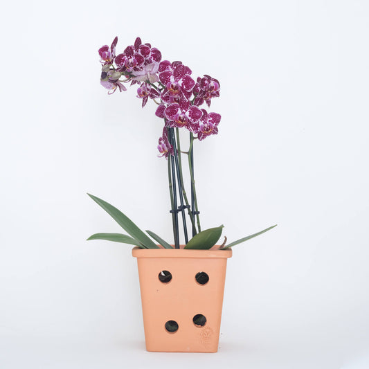 VASO QUADRADO ORQUÍDEA - BARRO TERRACOTA